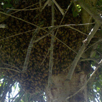 BeesWasps_Swarmp.jpg